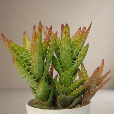 Aloe Juvenna "Tiger Tooth" [Bare Rooted]