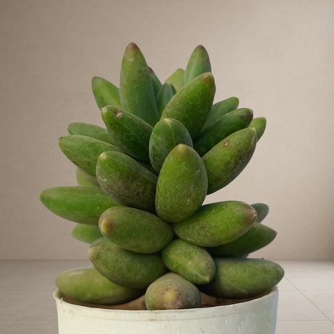 Pachyphytum Compactum- Little Jewel [Bare Rooted]
