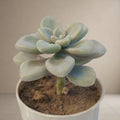 Graptopetalum Mirinae [Bare Rooted]