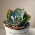 Echeveria Blue Sky [Bare Rooted]