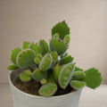 Cotyledon Tomentosa 