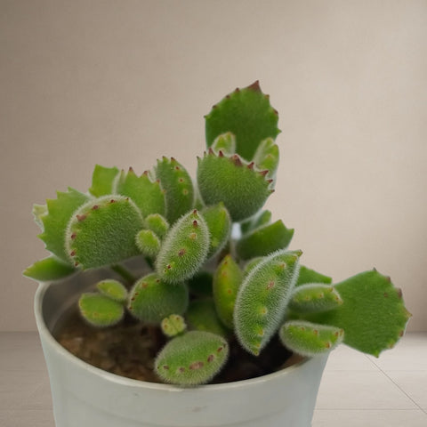Cotyledon Tomentosa "Bear's Paw" [Bare Rooted]