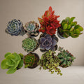Combo Of 10 Succulent Plants [Bare Rooted]