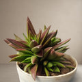 Crassula Corymbulosa 'Sharp Red' [Bare Rooted]