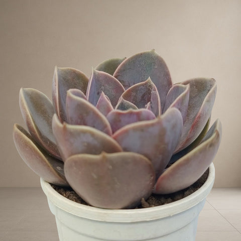 Echeveria PVN [Bare Rooted]