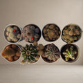 Combo Of 8 Cactus Plants [Bare Rooted]