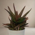 Black Aloe [Bare Rooted]