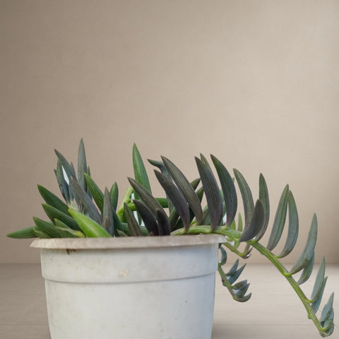 String Of Bananas [Bare Rooted]