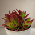 Crassula Capitella [Bare Rooted]
