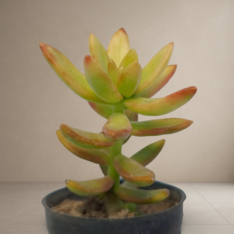 Sedam Adolphii [Bare Rooted]