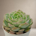 Echeveria Onslow [Bare Rooted]