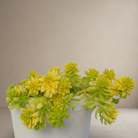 Yellow Lomon Grass Sedum [Bare Rooted]