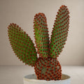 Opuntia microdasys 'Bunny Ear Cactus' -Red Dot [Bare Rooted]
