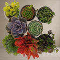 Combo Of 8 Succulent Plants [Bare Rooted]