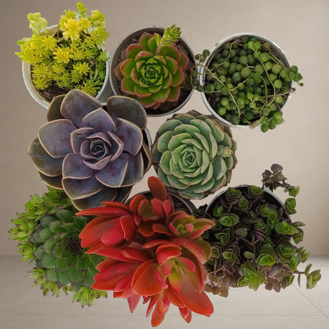 Combo Of 8 Succulent Plants [Bare Rooted]