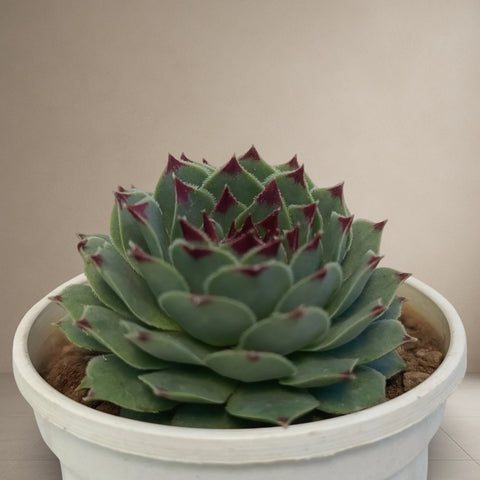 Sempervivum Calcareum 'Fire Dragon' [Bare Rooted]