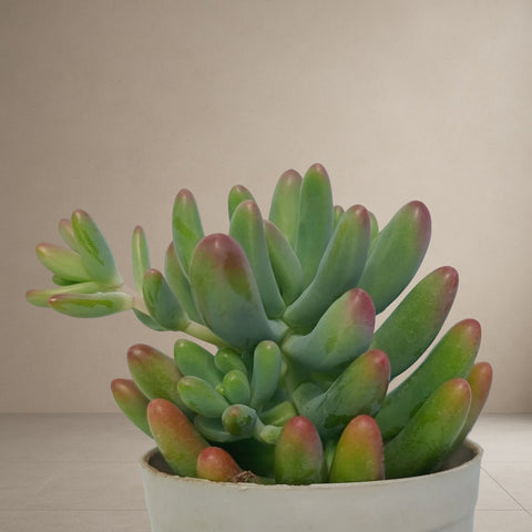 Pachyveria Clavata - Banana [Bare Rooted]