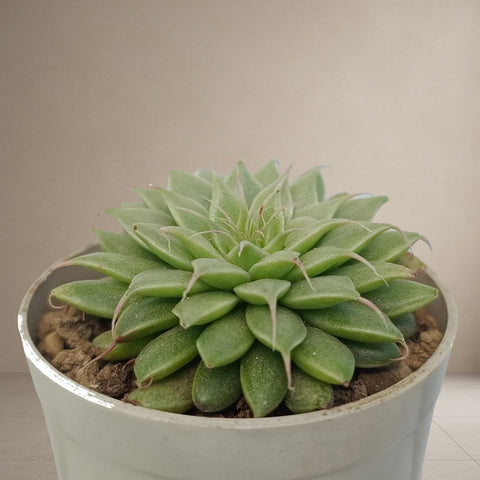 Graptoveria Silver Star [Bare Rooted]
