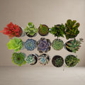 Combo Of 15 Succulent Plants [Bare Rooted]
