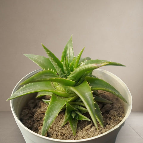 Orthophytum Fosterrianum [Bare Rooted]