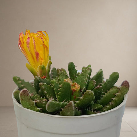 Faucaria Tigrina Tiger Jaw [Bare Rooted]