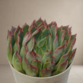 Echeveria Elegans [Bare Rooted]