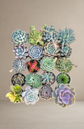 Combo of 20 succulent plants [Bare Rooted]