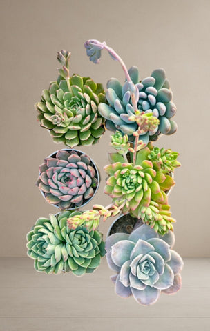 Combo of 6 succulent plants [Bare Rooted]