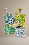 Combo of 4 succulent plants [Bare Rooted]