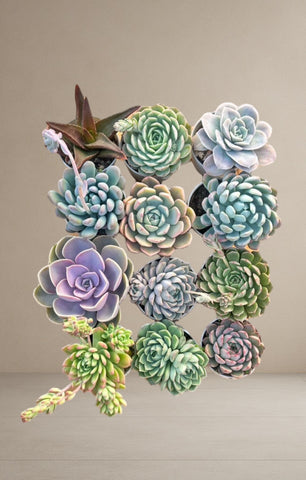 Combo of 12 succulent plants [Bare Rooted]