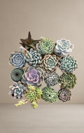 Combo of 15 succulent plants [Bare Rooted]