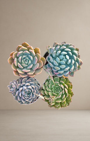 Combo of 4 succulent plants [Bare Rooted]