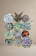 Combo of 12 succulent plant [Bare Rooted]