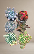 Combo of 6 succulent plants [Bare Rooted]