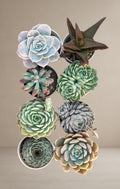 Combo of 8 succulent plants [Bare Rooted]