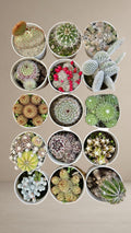Combo of 15 cactus plants [Bare Rooted]