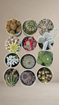 Combo of 12 cactus plants [Bare Rooted]