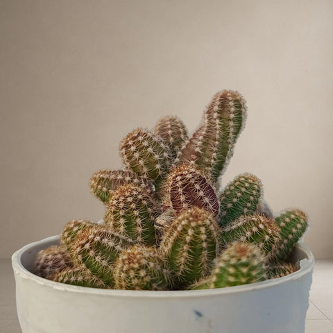 Echinopsis chamaecereus (Peanut Cactus) [Bare Rooted]
